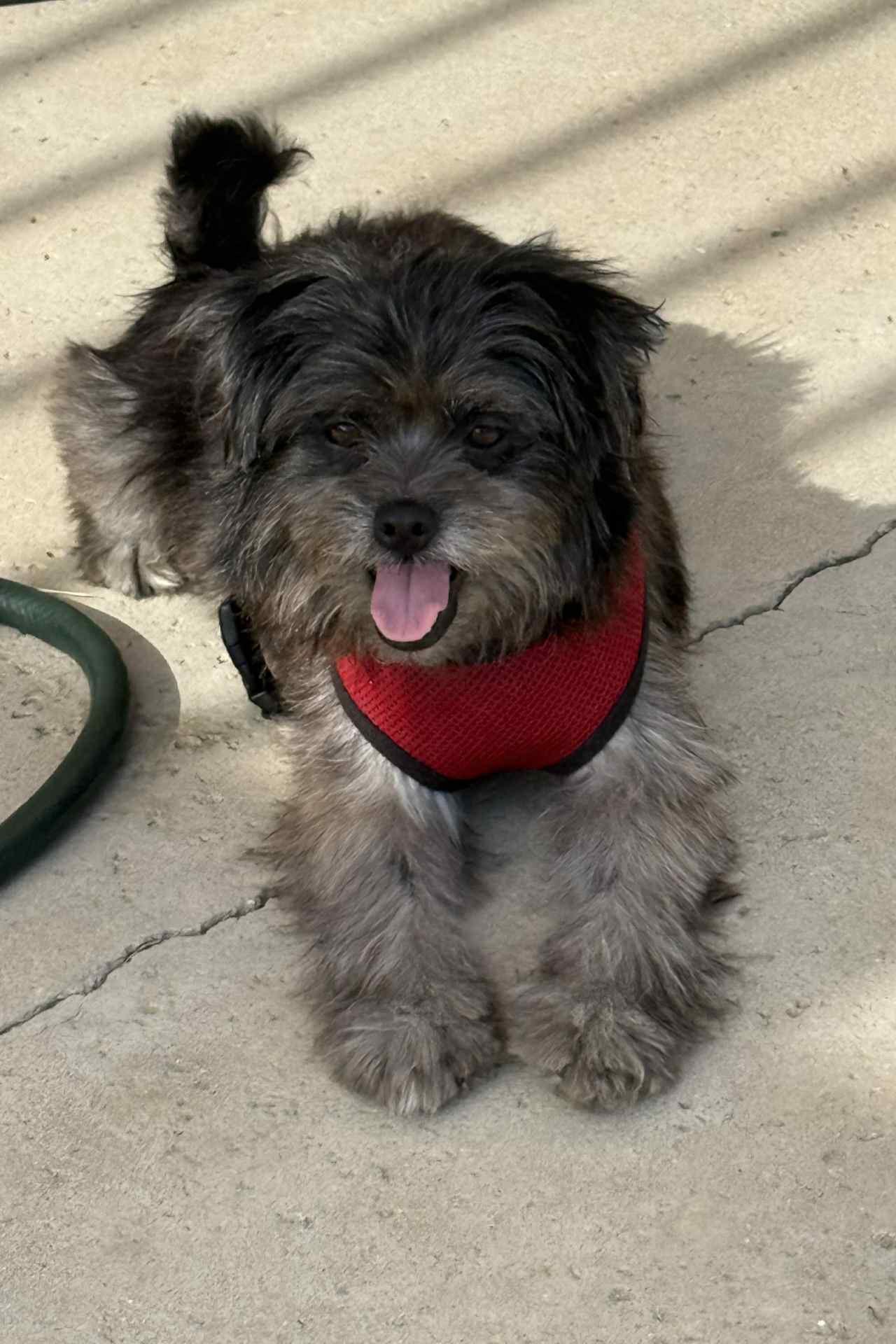 Enlarge Wookie, a Adoptable mixed breed in Reseda, CA image 3/6