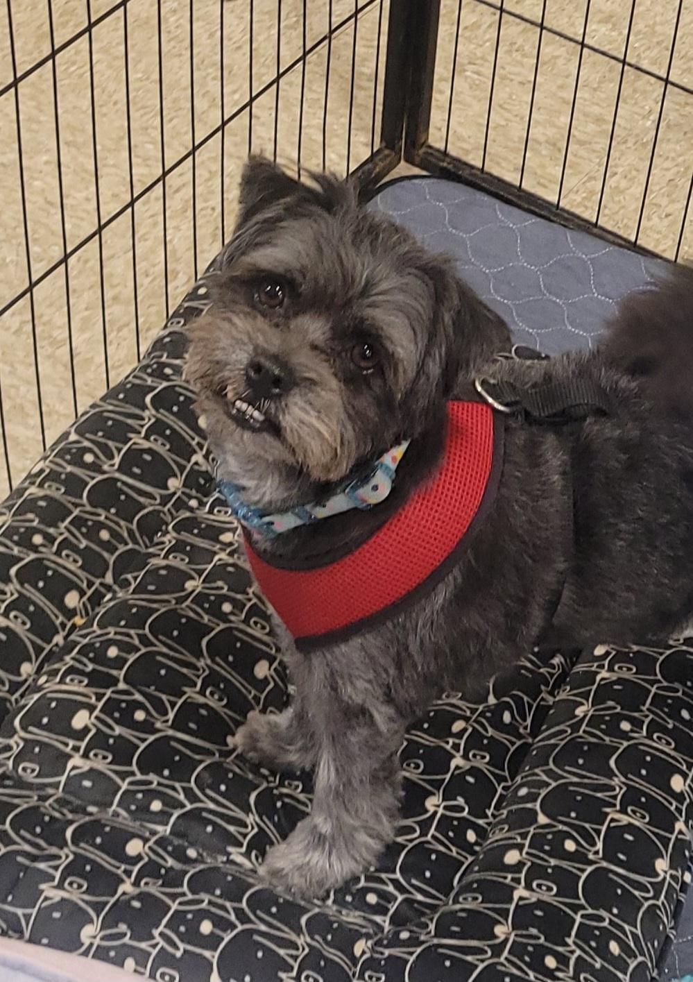 Enlarge Wookie, a Adoptable mixed breed in Reseda, CA image 1/6