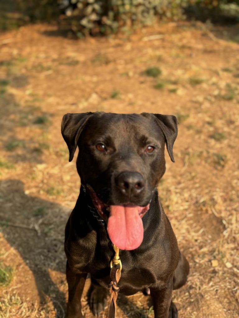 Chance, a Adoptable Staffordshire Bull Terrier in Los Angeles , CA image 6/6