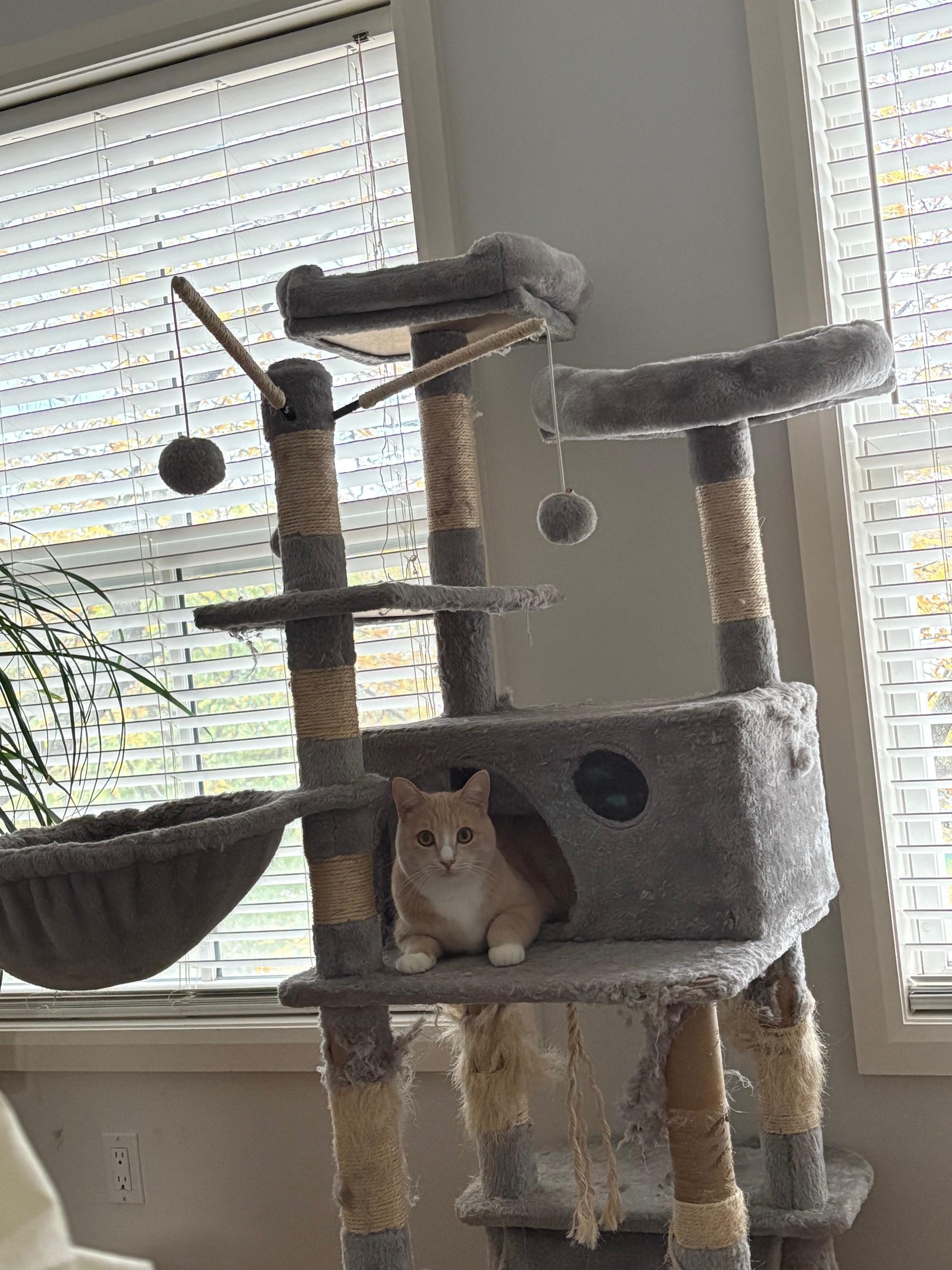 Peach *MUST BE ADOPTED WITH WAFFLE*