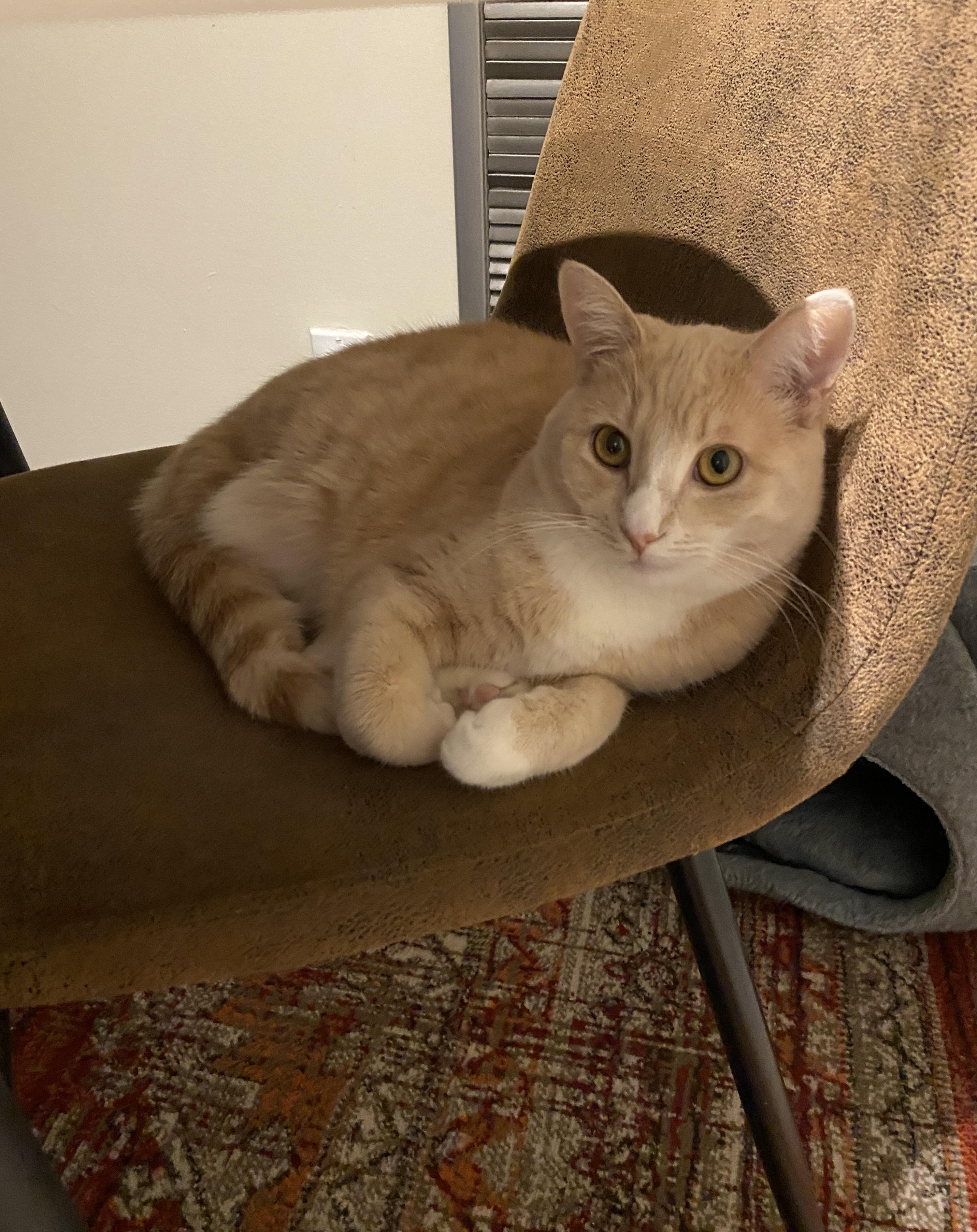 Enlarge Peach *MUST BE ADOPTED WITH WAFFLE*, a ADOPTABLE Domestic Short Hair in Toronto, ON image 1/5