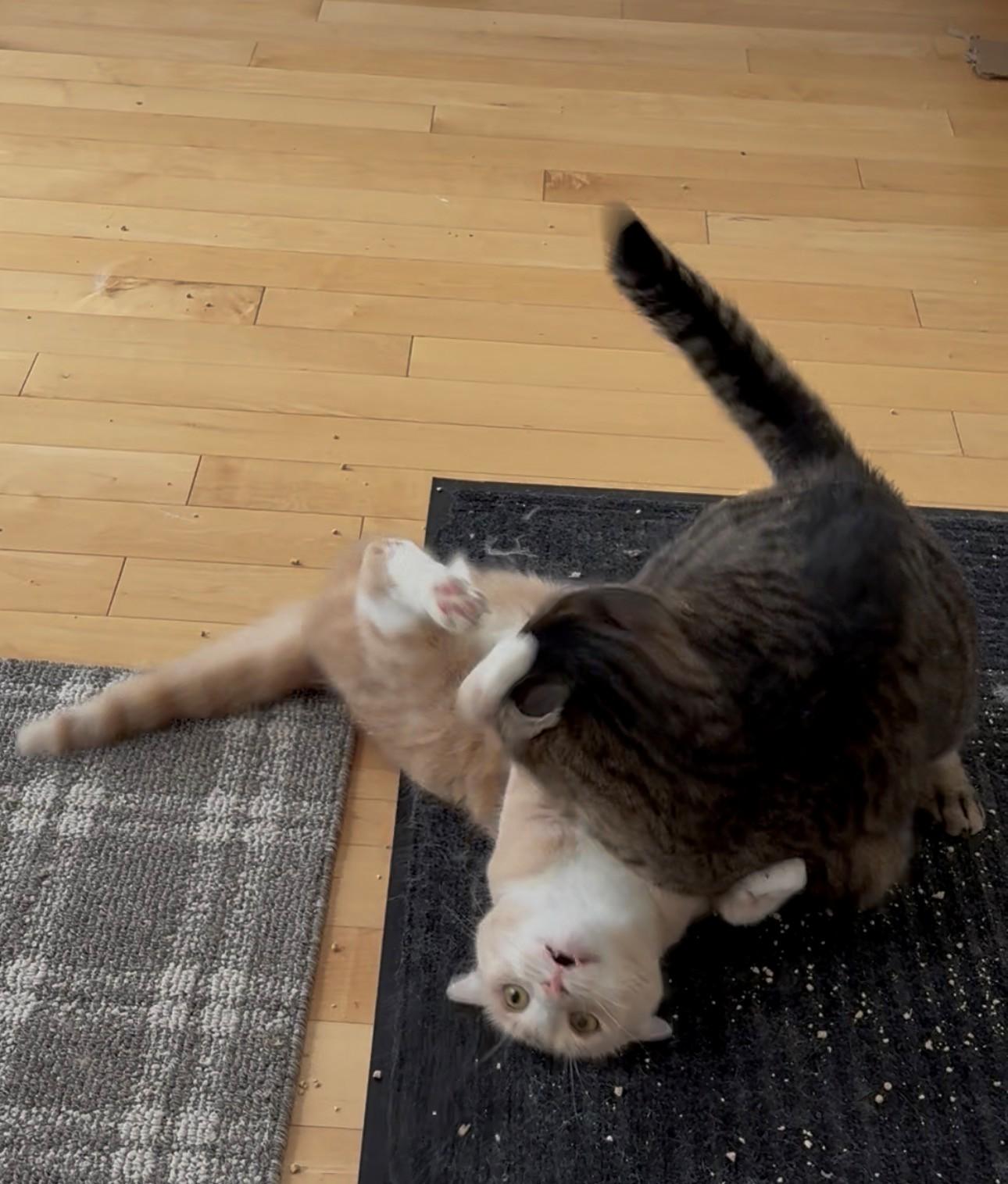 Peach *MUST BE ADOPTED WITH WAFFLE* — thumbnail 4