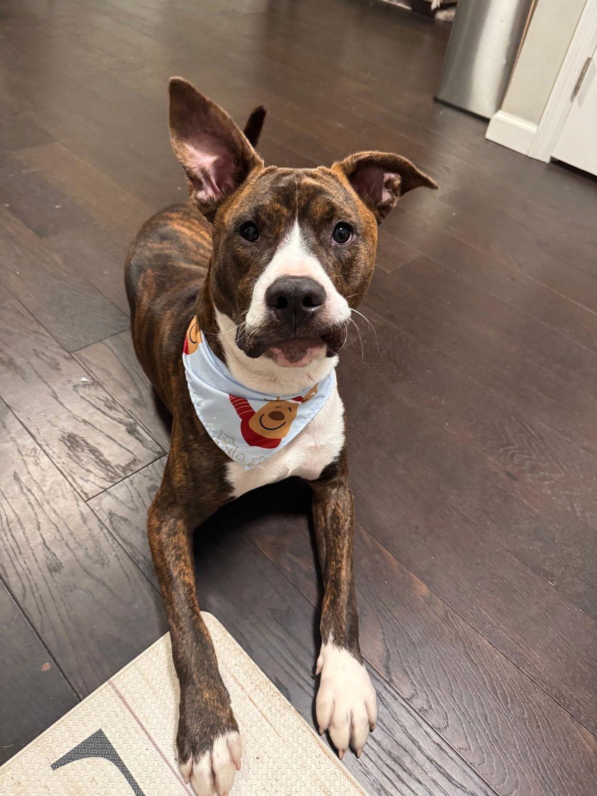 Nix - Nice Pup!, Adoptable, Puppy Male Mountain Cur & Pit Bull Terrier.