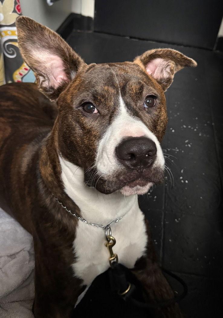 Enlarge Nix - Nice Pup!, a Adoptable mixed breed in Oakhurst, NJ image 1/3