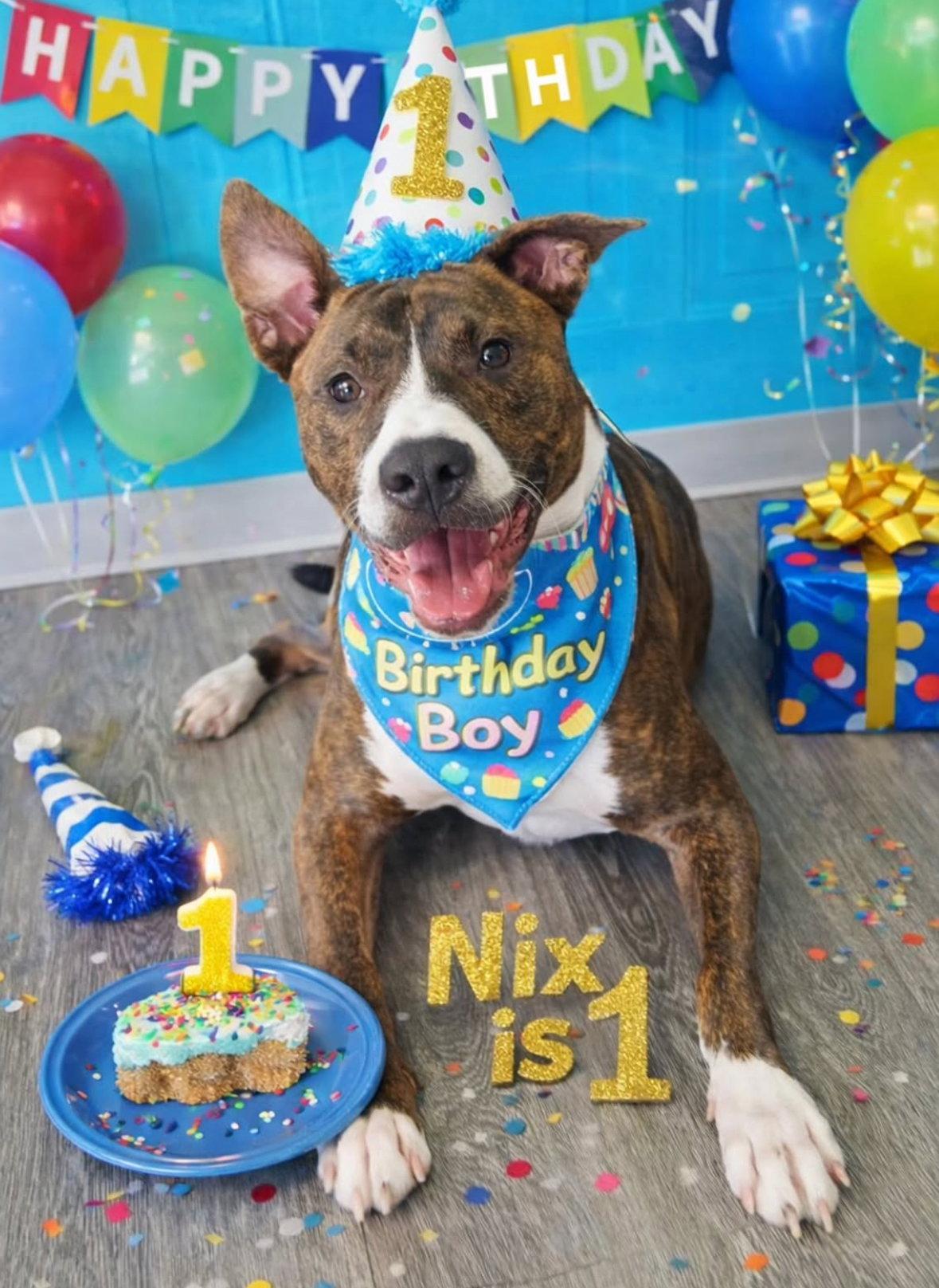 Enlarge Nix - Nice Pup!, a Adoptable mixed breed in Oakhurst, NJ image 3/3