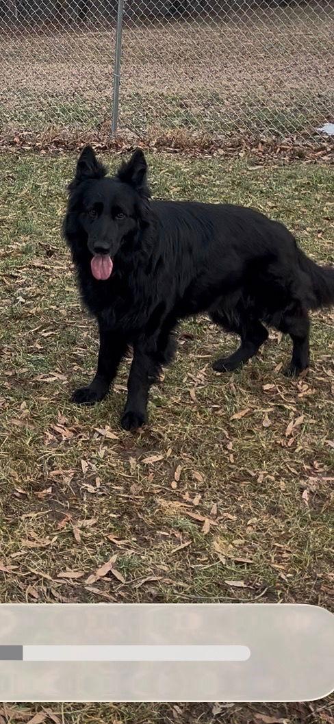 Kylo 7232, Adoptable, Adult Male German Shepherd Dog.