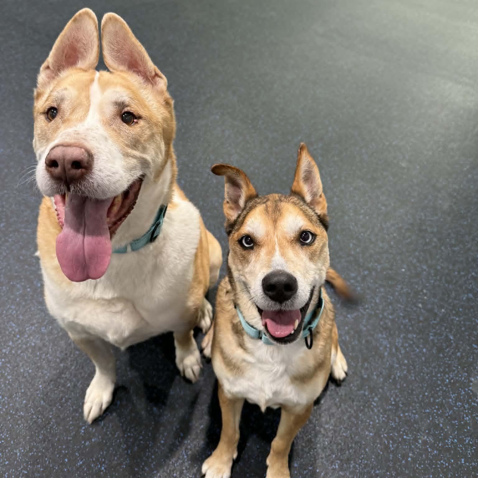 Woody and Weezy *Bonded Pair*, ADOPTABLE, Senior Male Husky & Pit Bull Terrier.