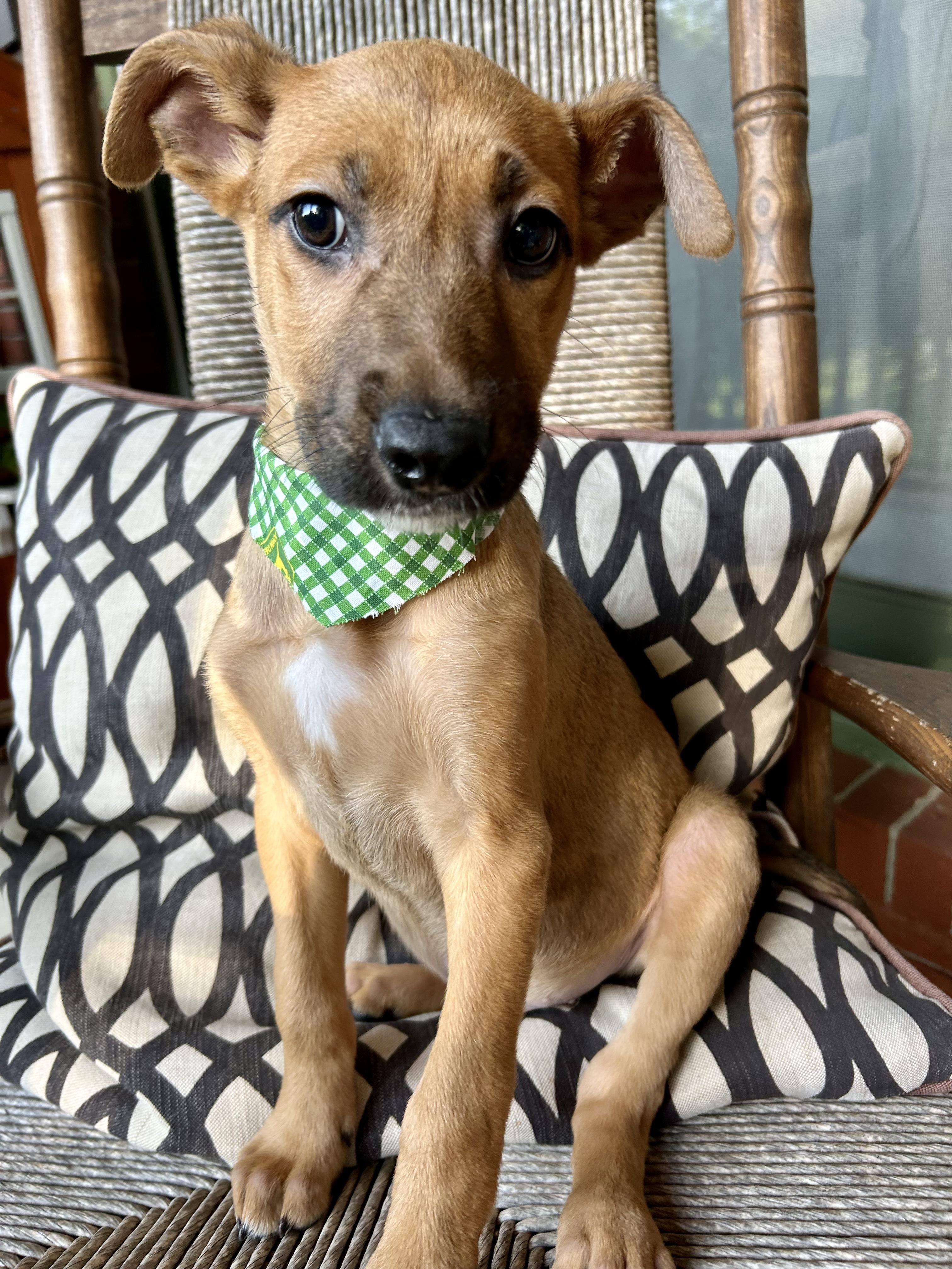 CHARLIE, Baby Male Shepherd