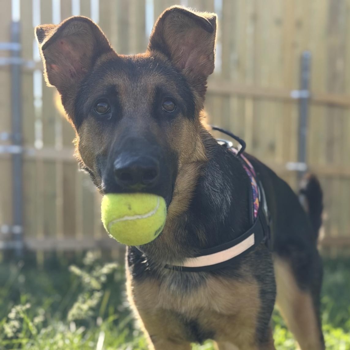 Star, a ADOPTABLE mixed breed in Naperville, IL image 6/6