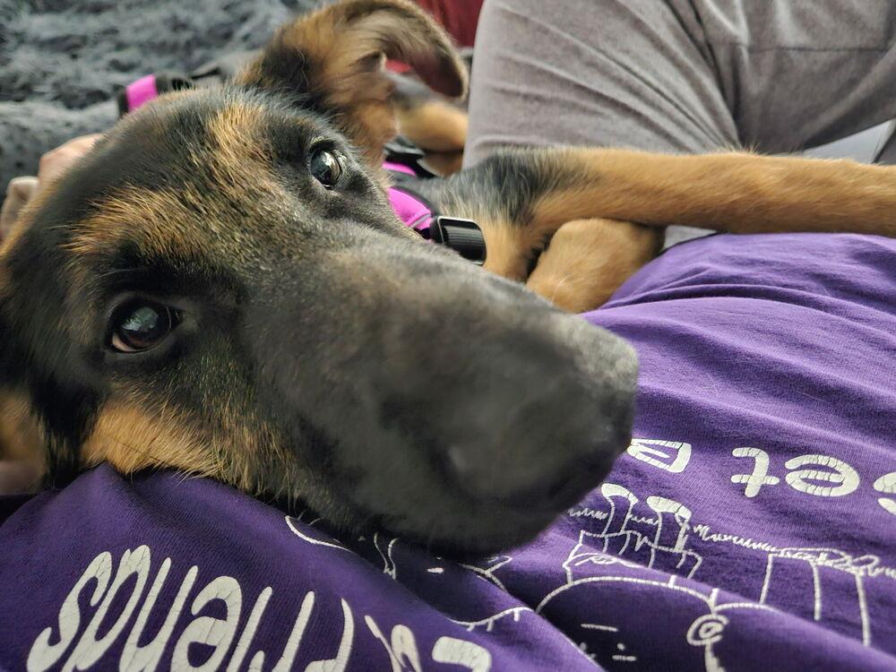 Star, a ADOPTABLE mixed breed in Naperville, IL image 2/4