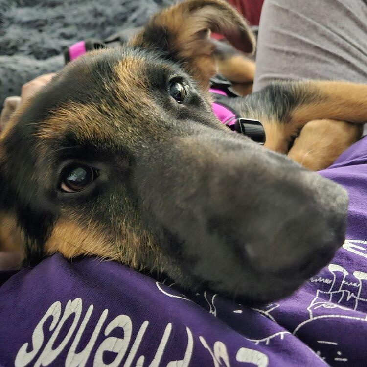 Star, a ADOPTABLE mixed breed in Naperville, IL image 3/6