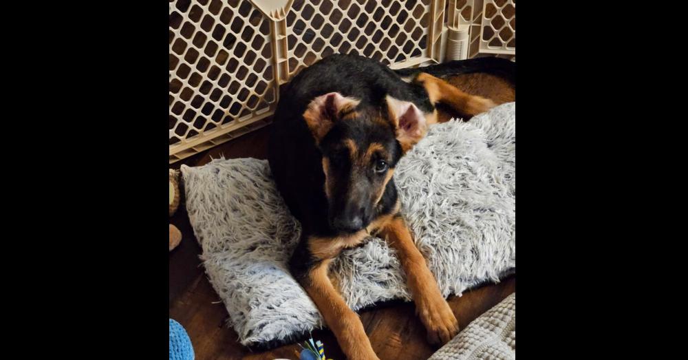 Star, a ADOPTABLE mixed breed in Naperville, IL image 1/4