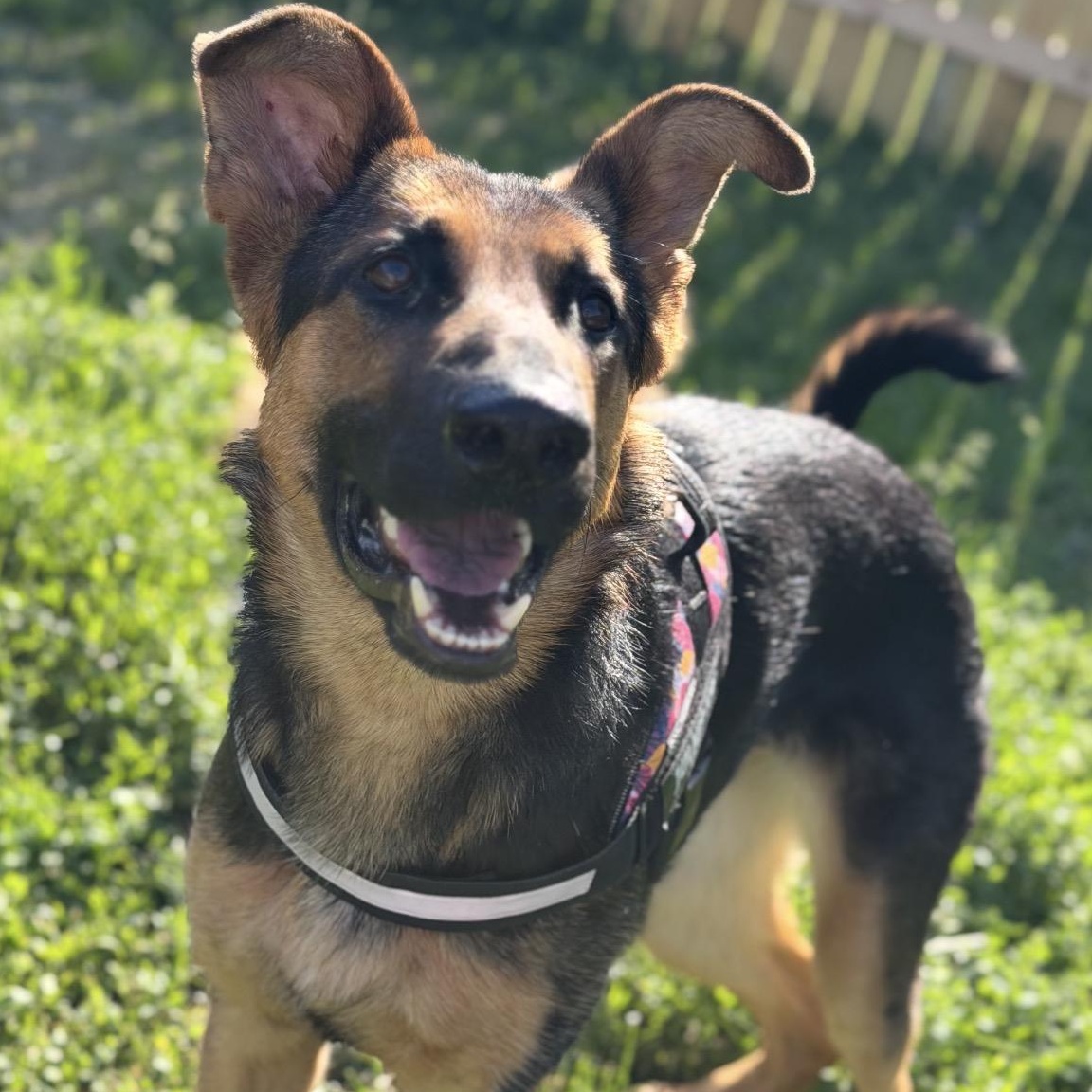 Star, a ADOPTABLE mixed breed in Naperville, IL image 5/6