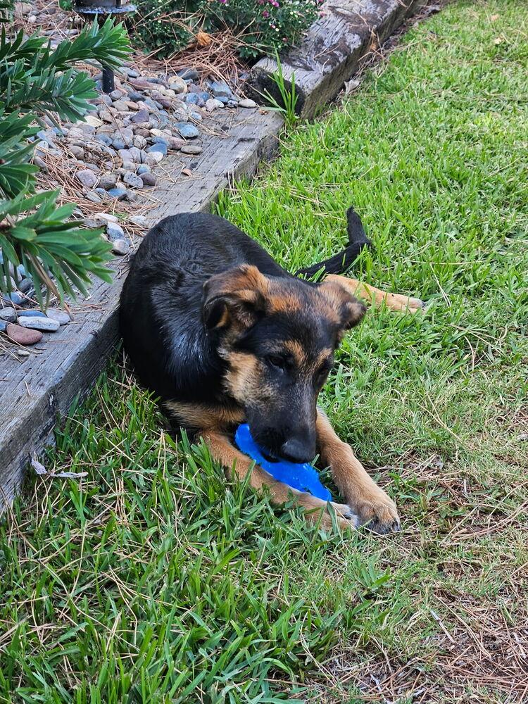 Star, a ADOPTABLE mixed breed in Naperville, IL image 3/4