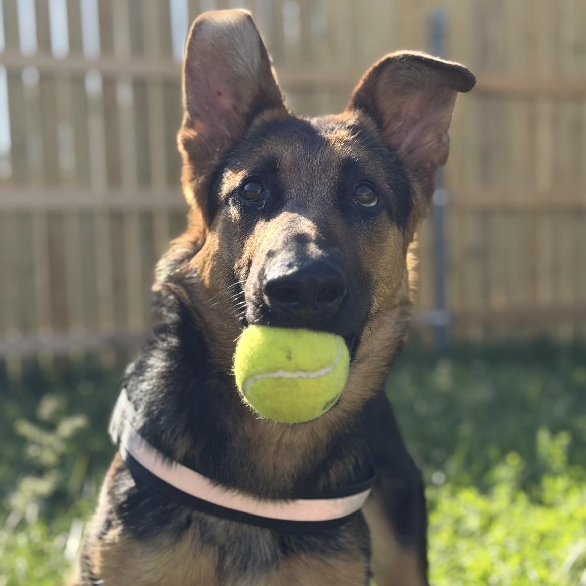 Star, a ADOPTABLE mixed breed in Naperville, IL image 2/6
