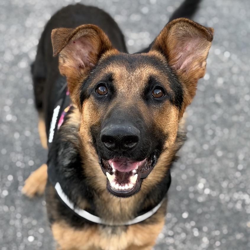 Star, a ADOPTABLE mixed breed in Naperville, IL image 1/6