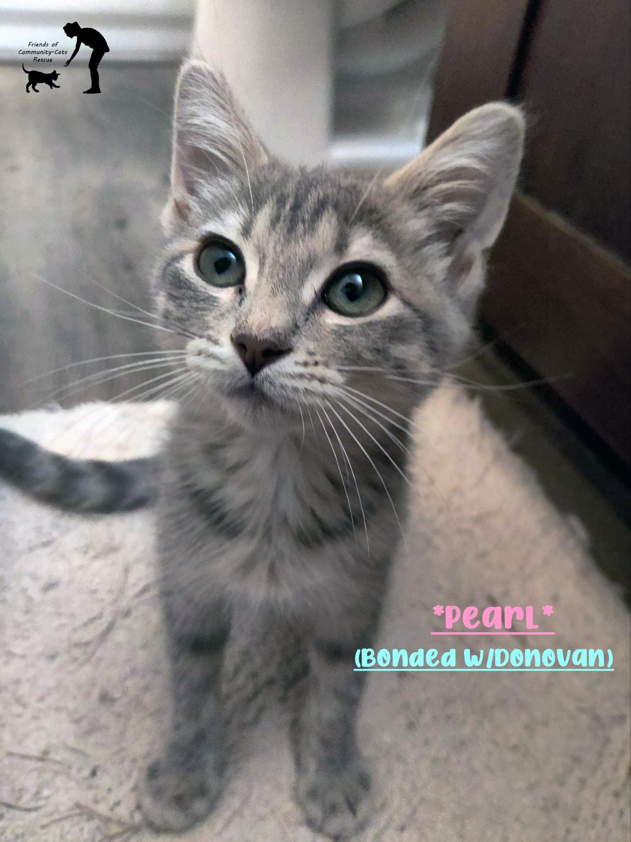 Pearl (Bonded w/Donovan), ADOPTABLE, Kitten Female Domestic Short Hair.