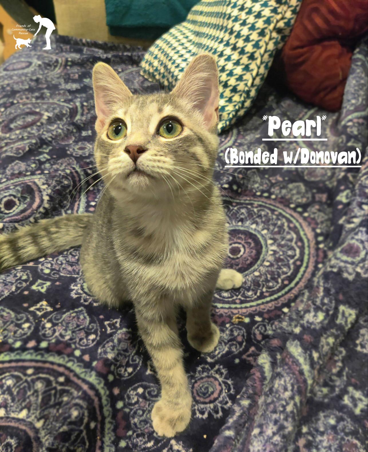 Pearl (Bonded w/Donovan), Adoptable, Kitten Female Domestic Short Hair.