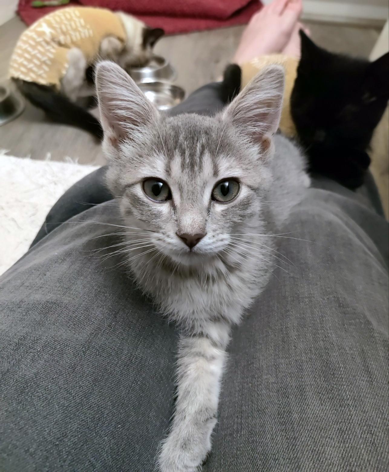 Enlarge Pearl (Bonded w/Donovan), a ADOPTABLE Domestic Short Hair in Centerville, UT image 2/2
