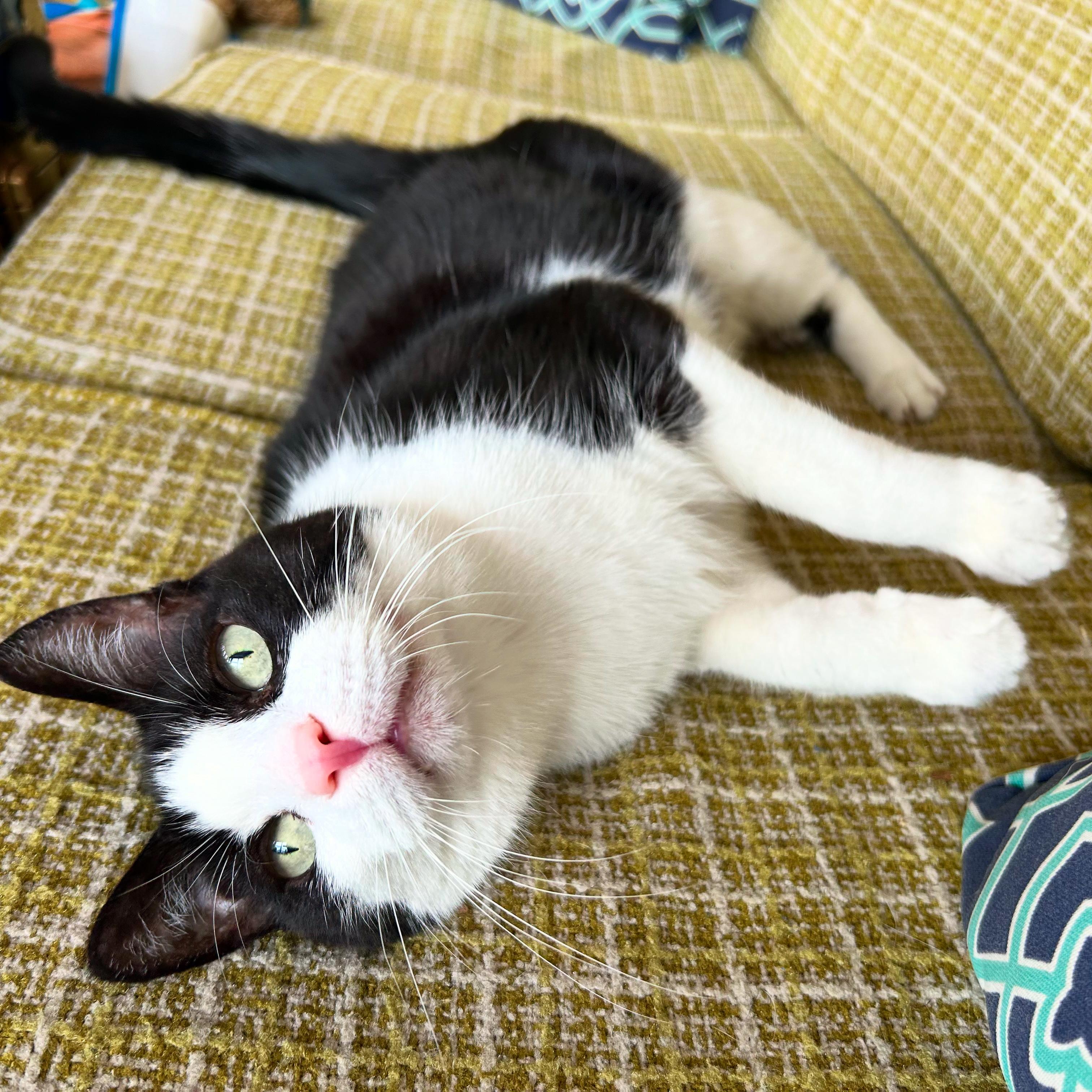 Scooter, Adoptable, Senior Male Domestic Short Hair.