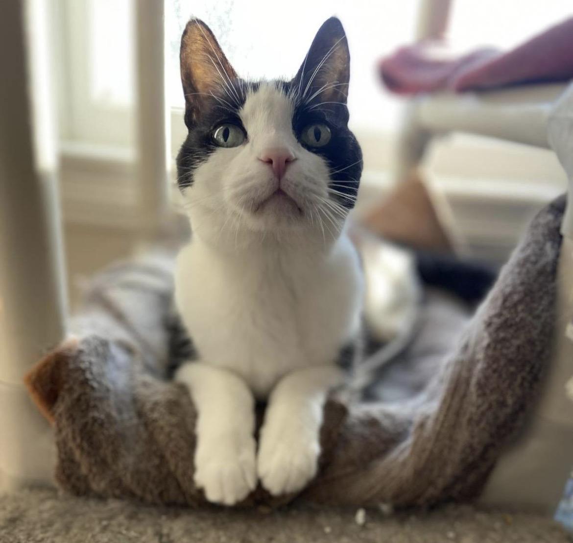 Enlarge Scooter, a Adoptable Domestic Short Hair in Brantford, ON image 2/6