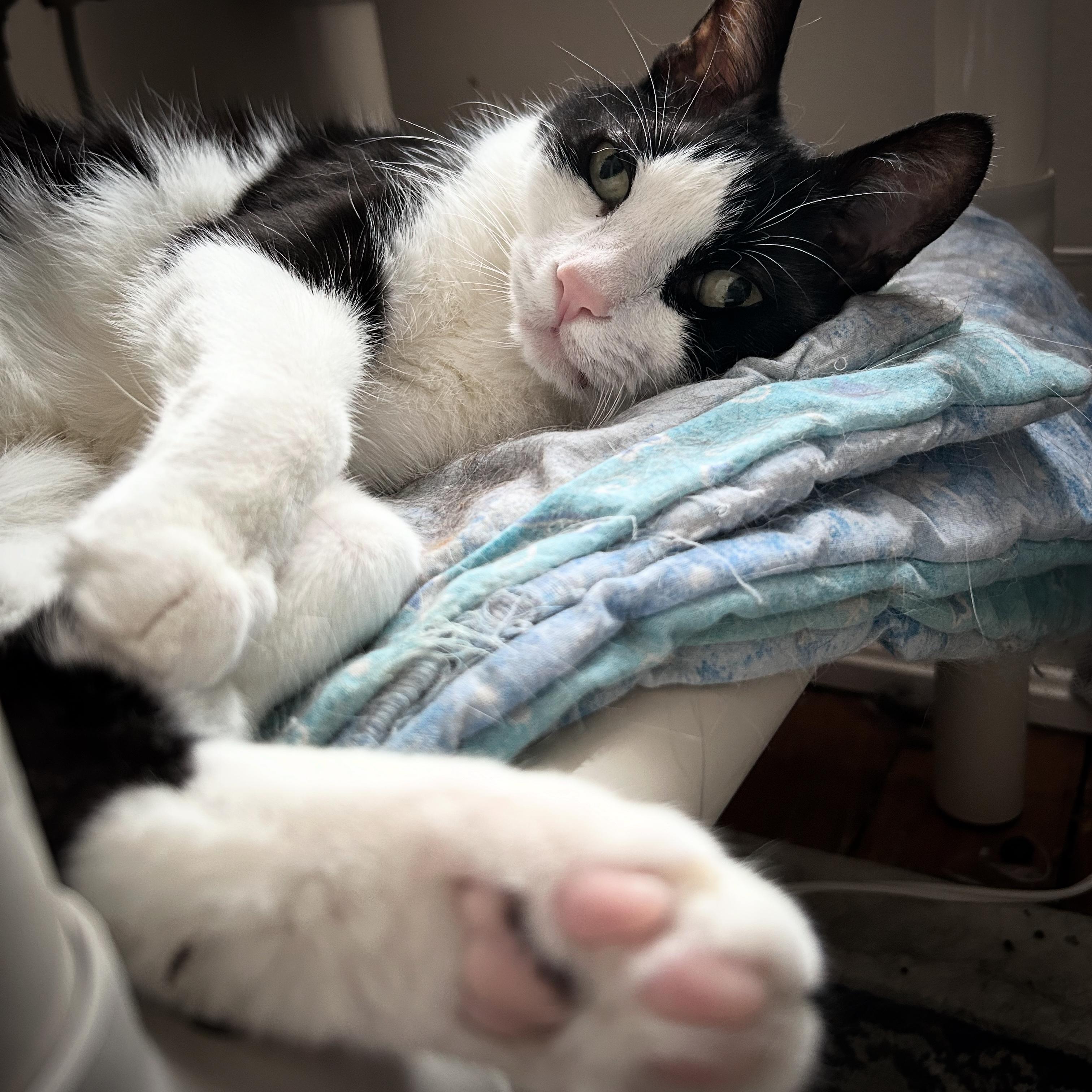 Enlarge Scooter, a Adoptable Domestic Short Hair in Brantford, ON image 5/6