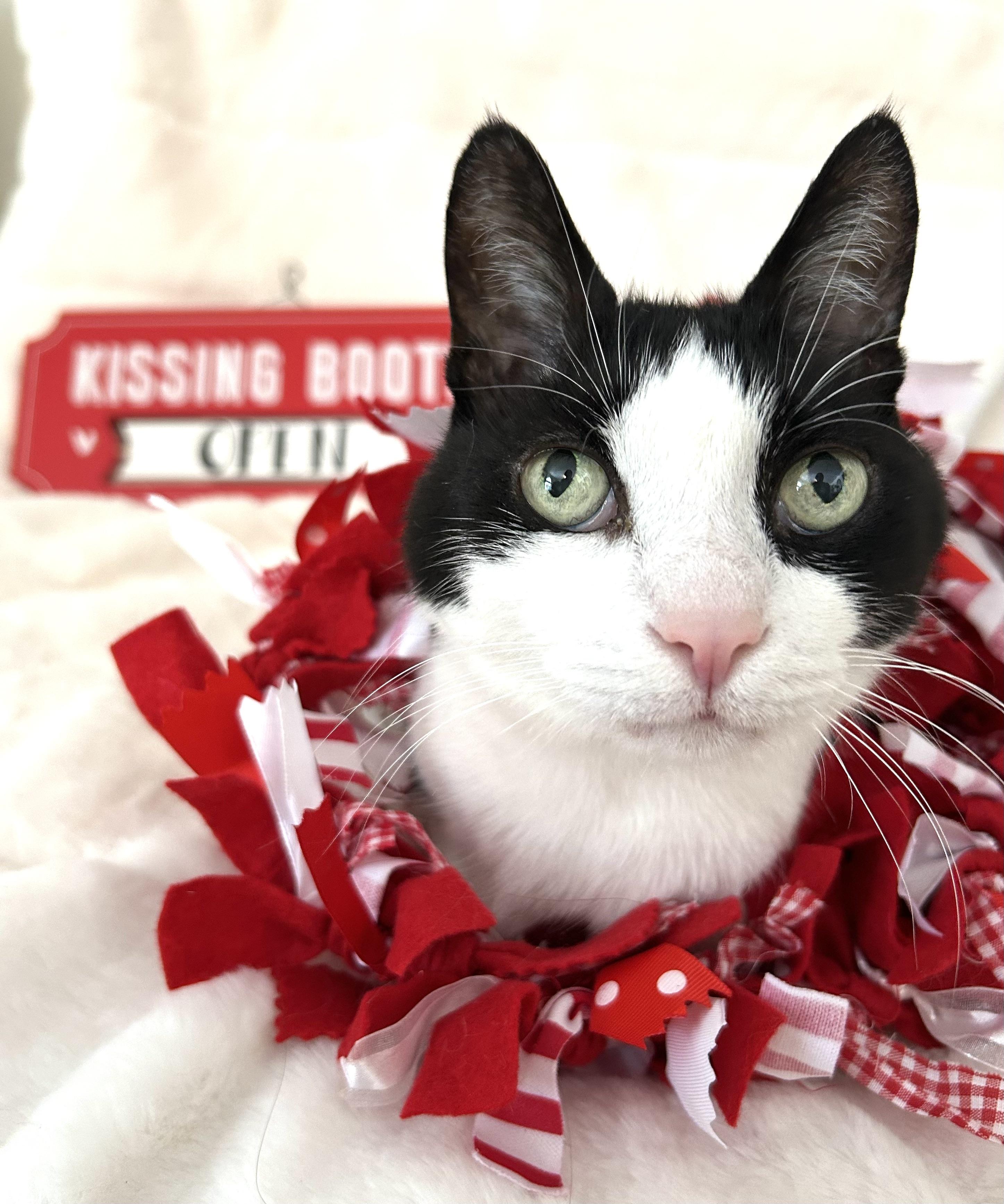 Scooter, Adoptable, Senior Male Domestic Short Hair.