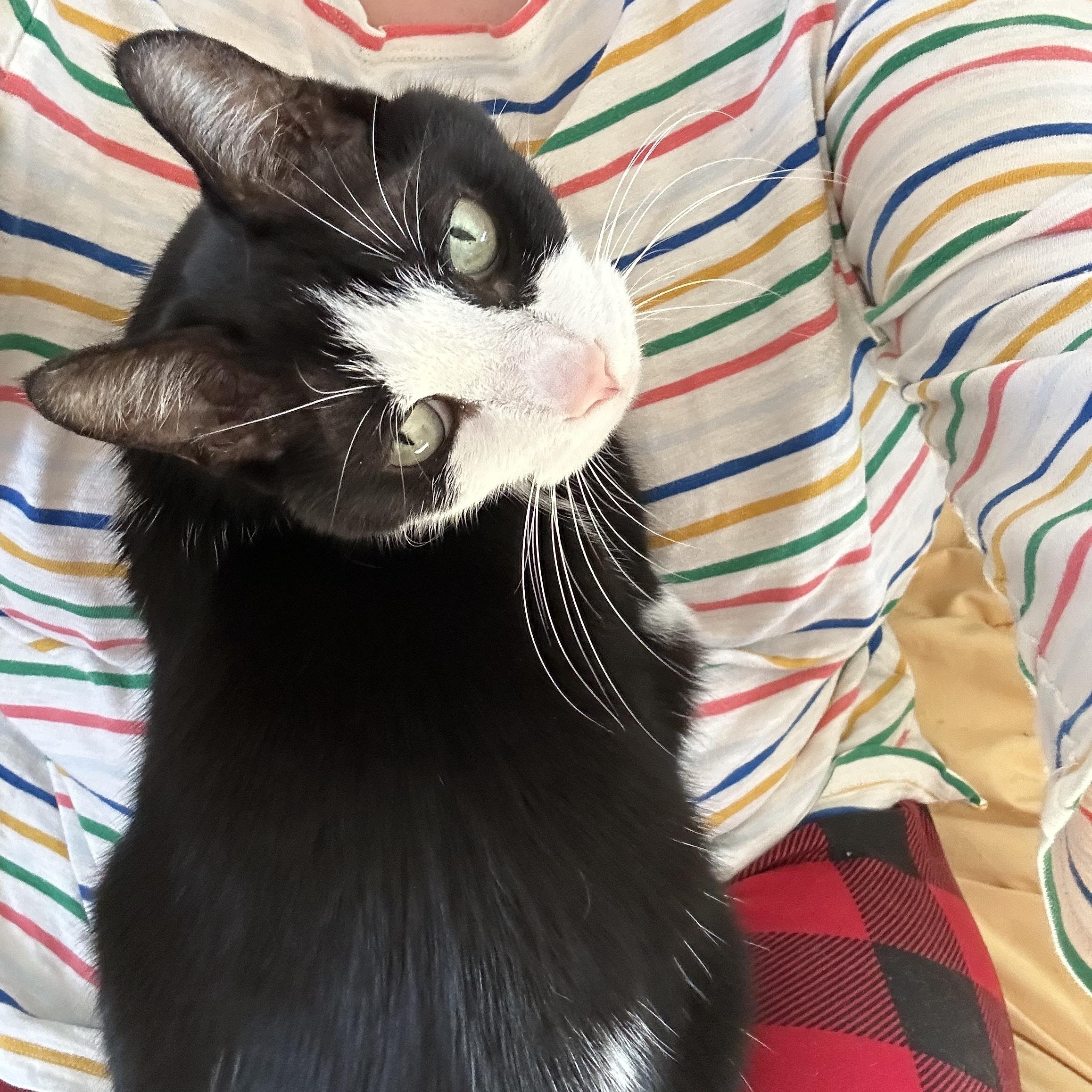 Enlarge Scooter, a Adoptable Domestic Short Hair in Brantford, ON image 3/6