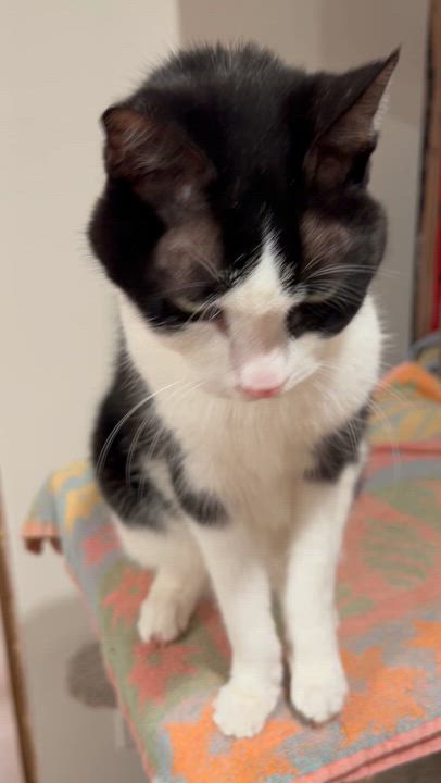 Enlarge Scooter, a Adoptable Domestic Short Hair in Brantford, ON video 4/6
