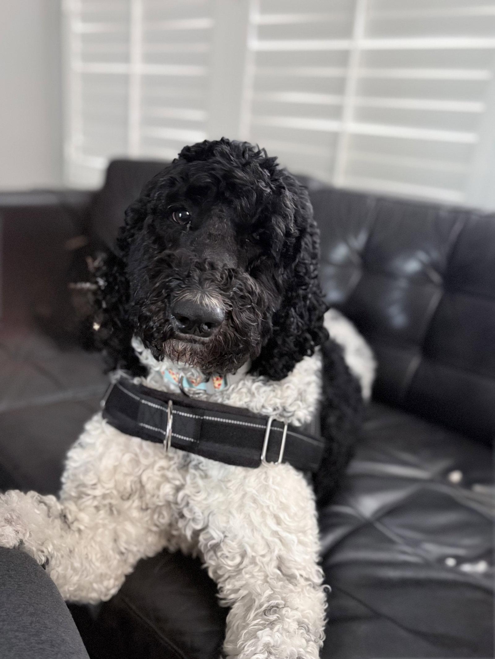 Bruno, a Adoptable Standard Poodle in Orange, CA image 1/3