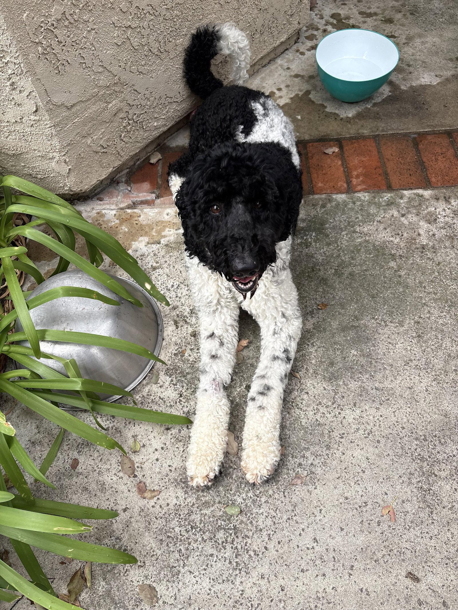 Bruno, a Adoptable Standard Poodle in Orange, CA image 2/3