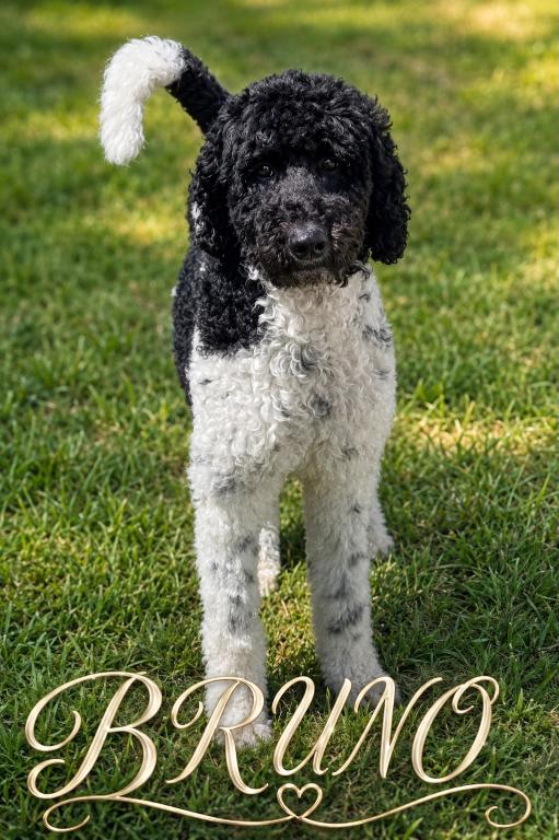 Bruno, a Adoptable Standard Poodle in Orange, CA image 3/3