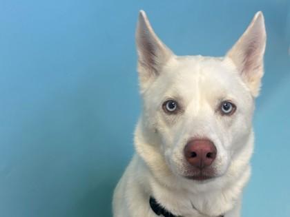 Athena, Adoptable, Adult Female Siberian Husky & German Shepherd Dog.