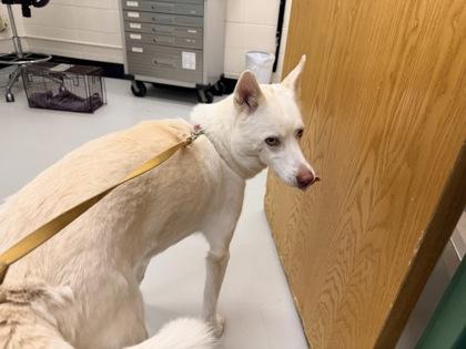 Athena, a Adoptable mixed breed in Woodbury, MN image 2/2