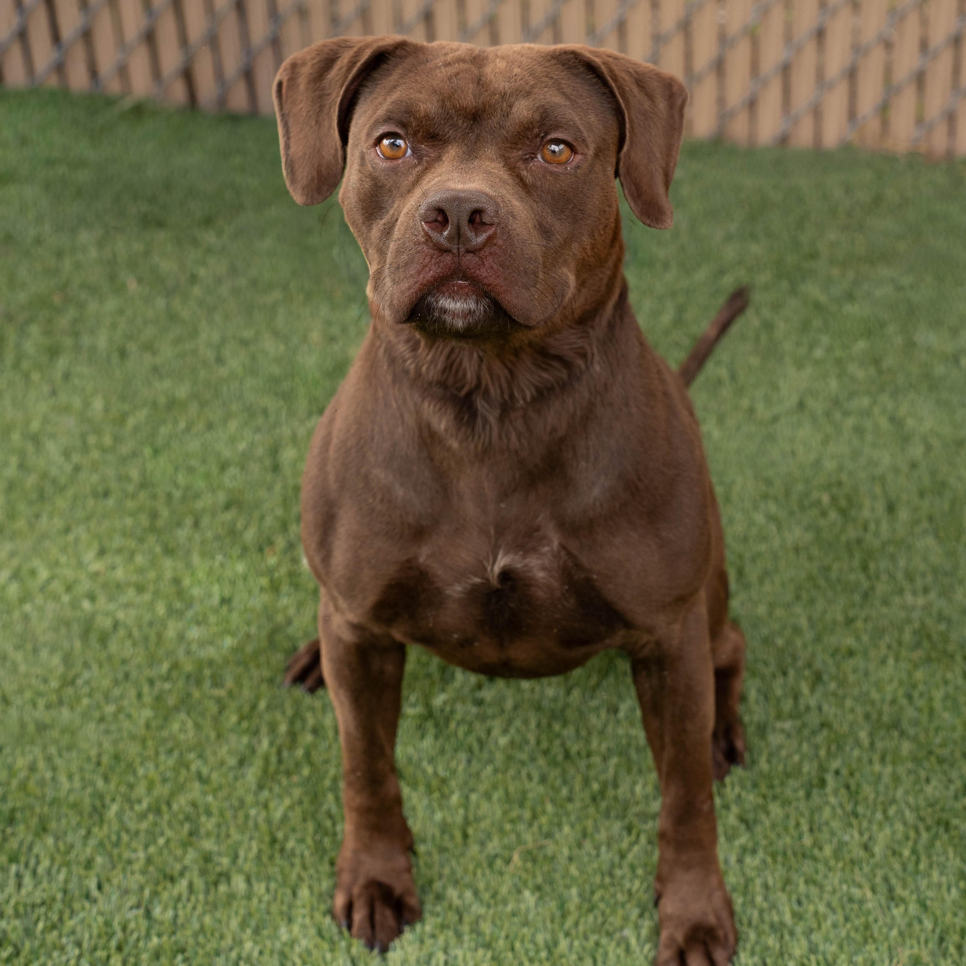 Robbie, Adoptable, Young Male Labrador Retriever & Mixed Breed.