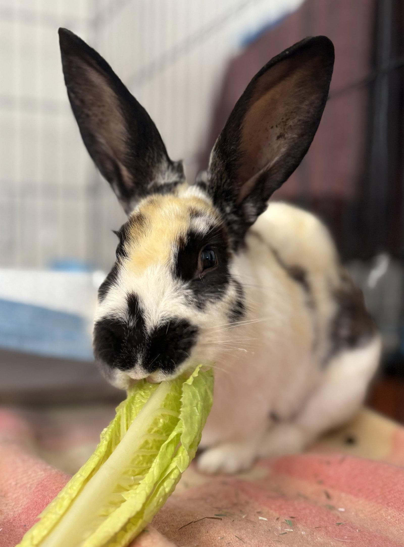 Enlarge Muffin, a Adoptable American in Oakland, CA image 1/1
