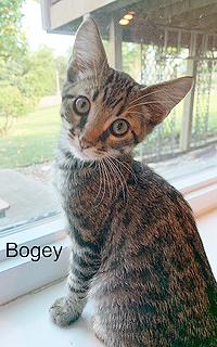Bogey