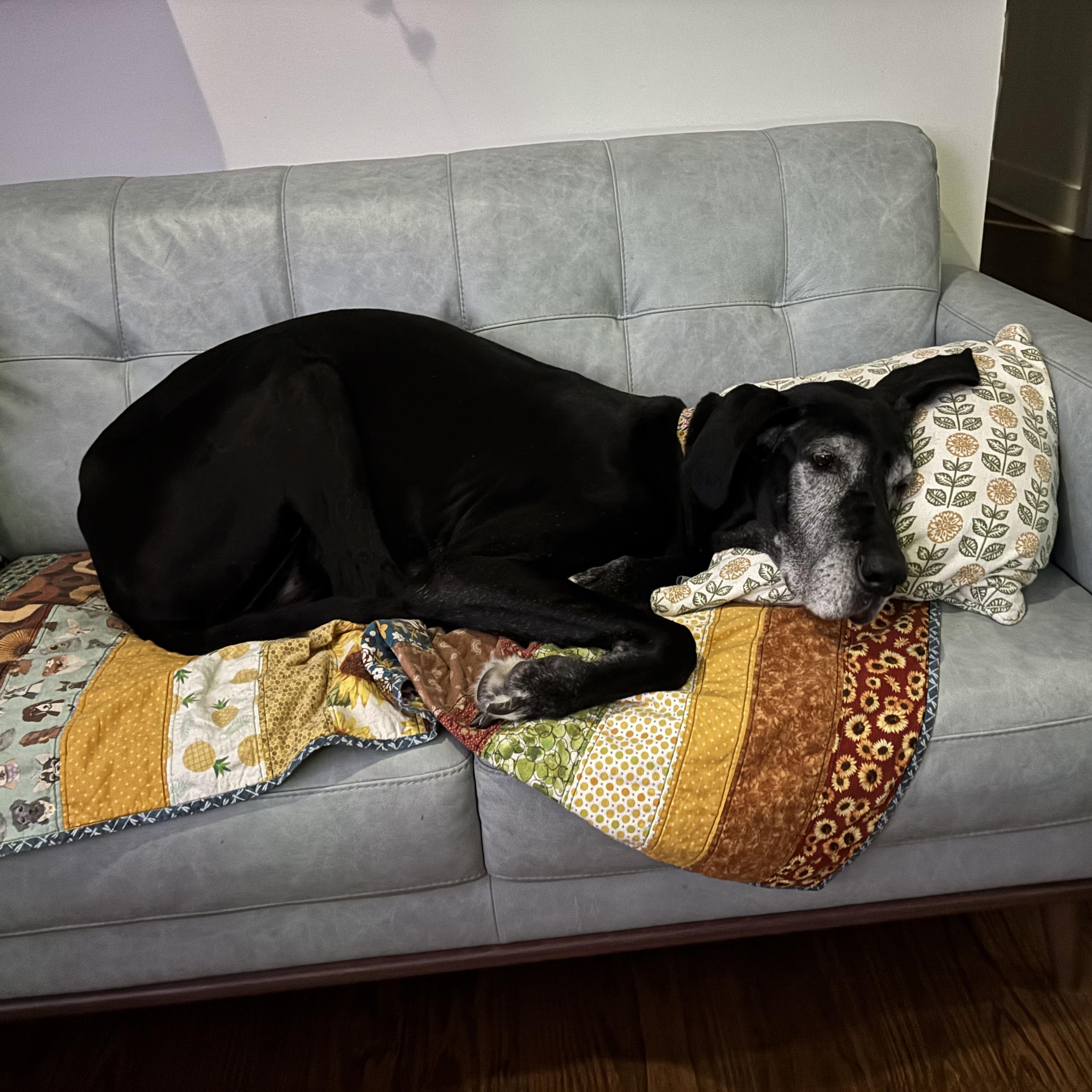 Jade, Adoptable, Senior Female Great Dane.