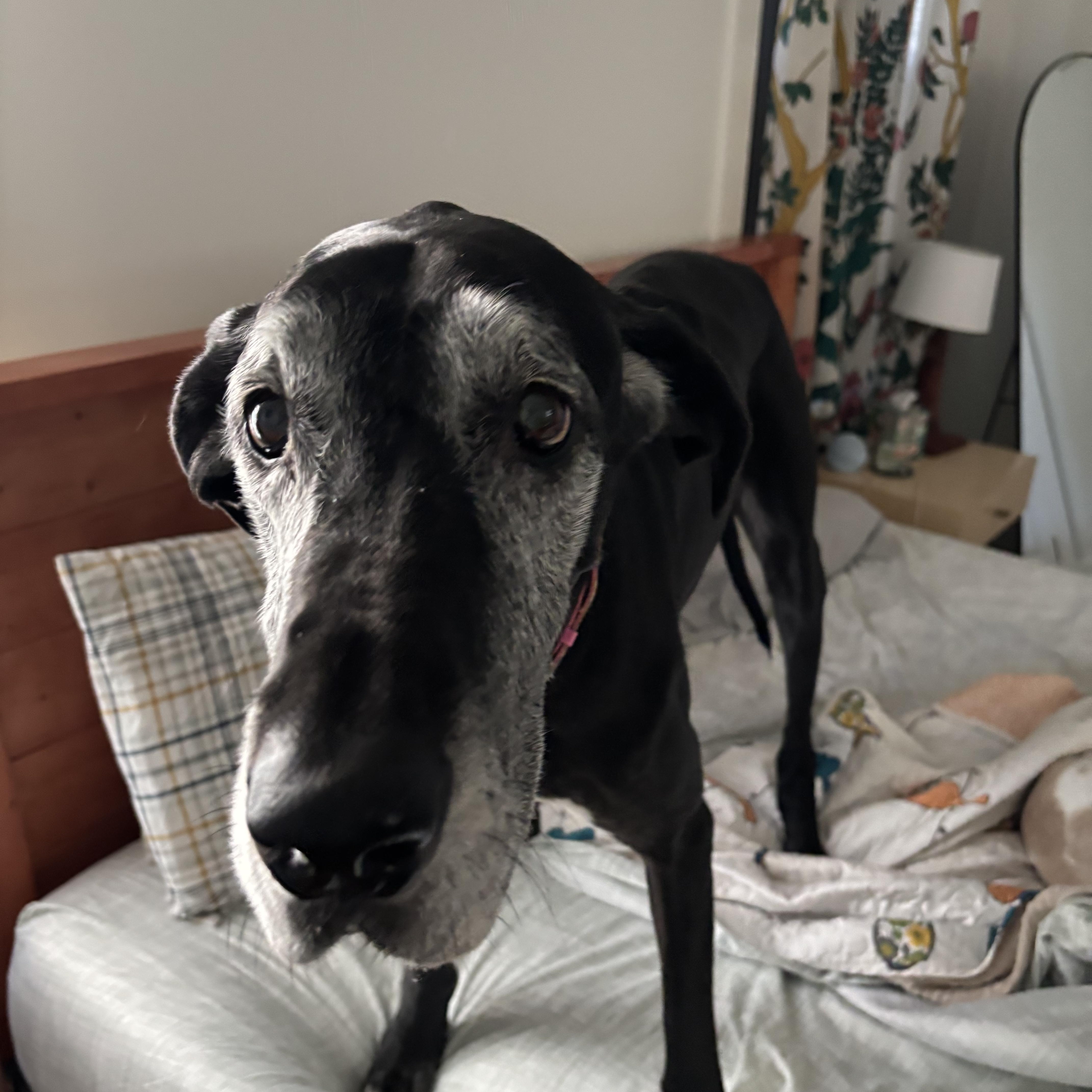 Enlarge Jade, a Adoptable Great Dane in New Orleans, LA image 2/3