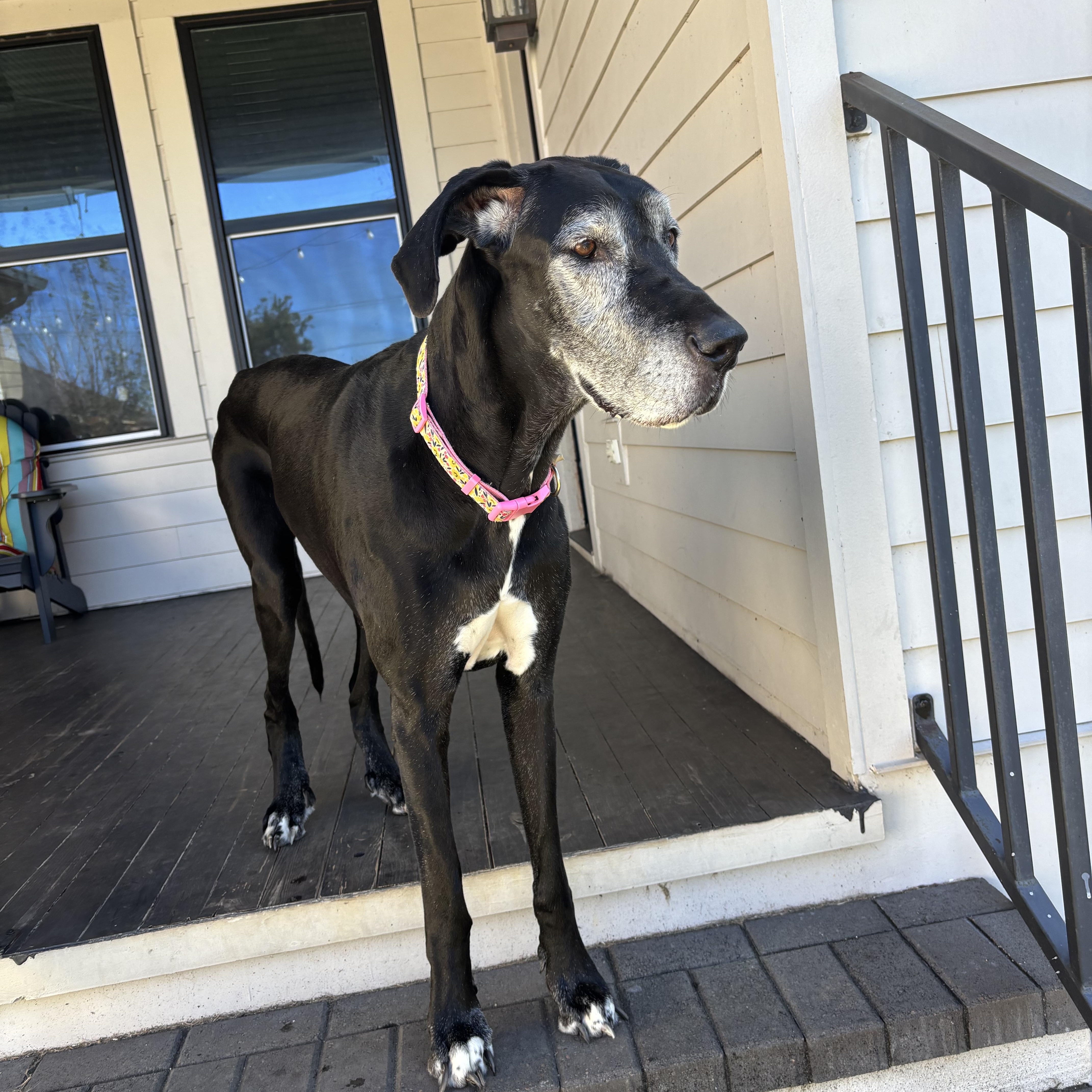 Enlarge Jade, a Adoptable Great Dane in New Orleans, LA image 3/3