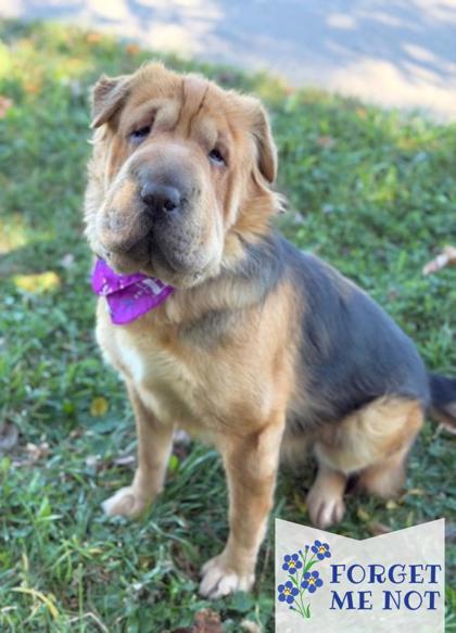 Delilah, a Adoptable mixed breed in DeKalb, IL image 1/3