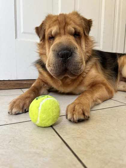 Delilah, Adoptable, Adult Female Shar-Pei.