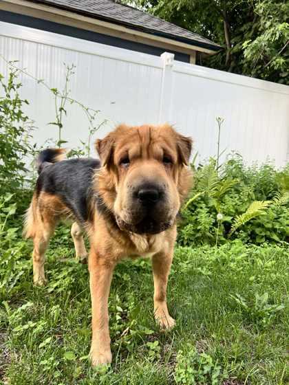 Delilah, a Adoptable mixed breed in DeKalb, IL image 3/3