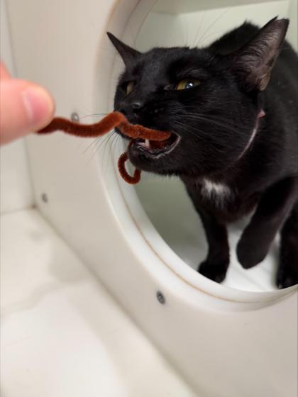 Midnight — thumbnail 2