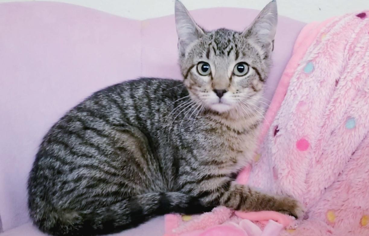 Enlarge Evelyn , a Adoptable Domestic Short Hair in Houston, TX image 1/2