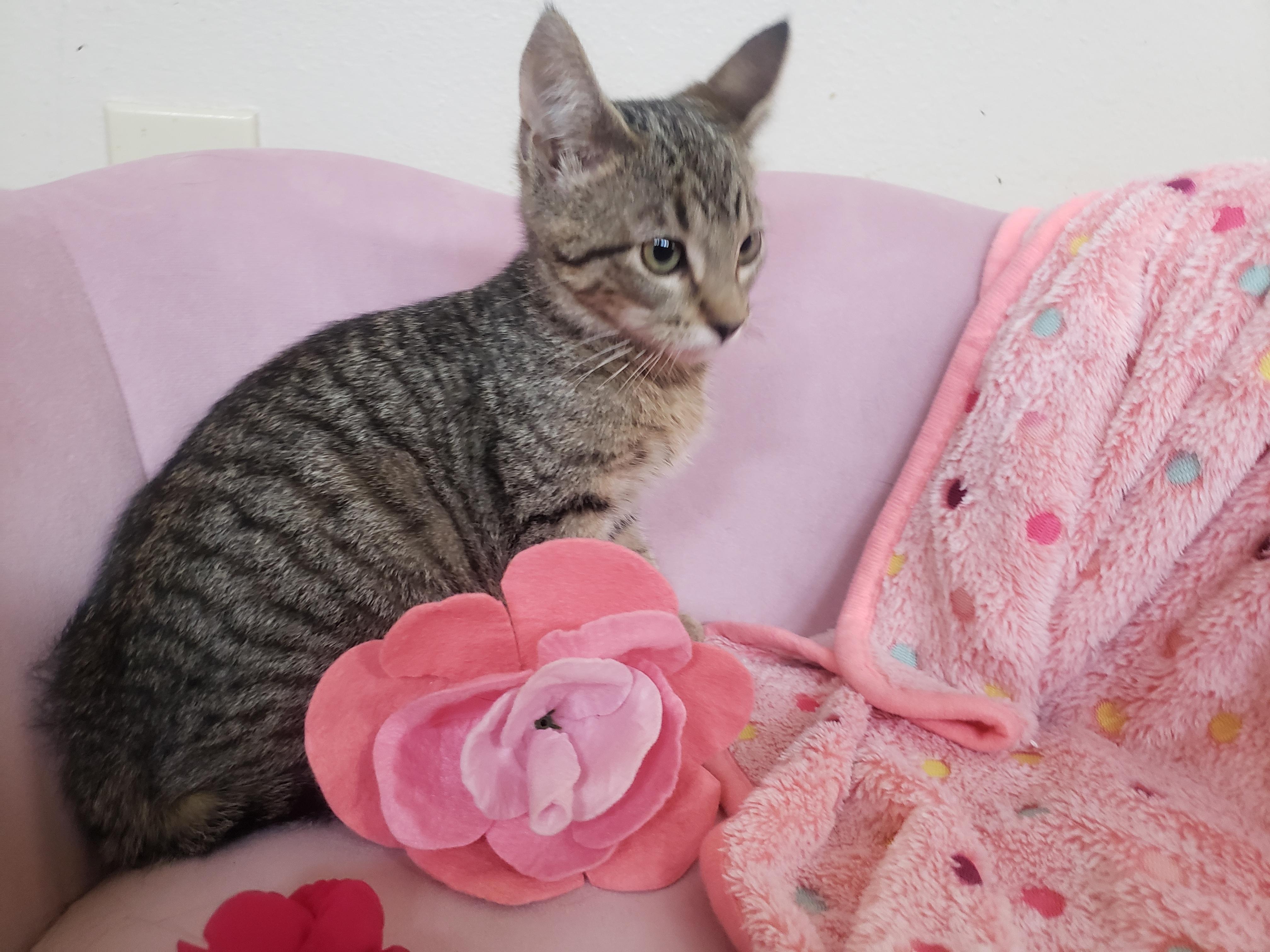 Enlarge Evelyn , a Adoptable Domestic Short Hair in Houston, TX image 3/4