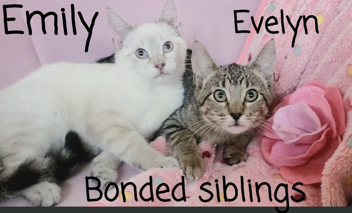 Enlarge Evelyn , a Adoptable Domestic Short Hair in Houston, TX image 2/2