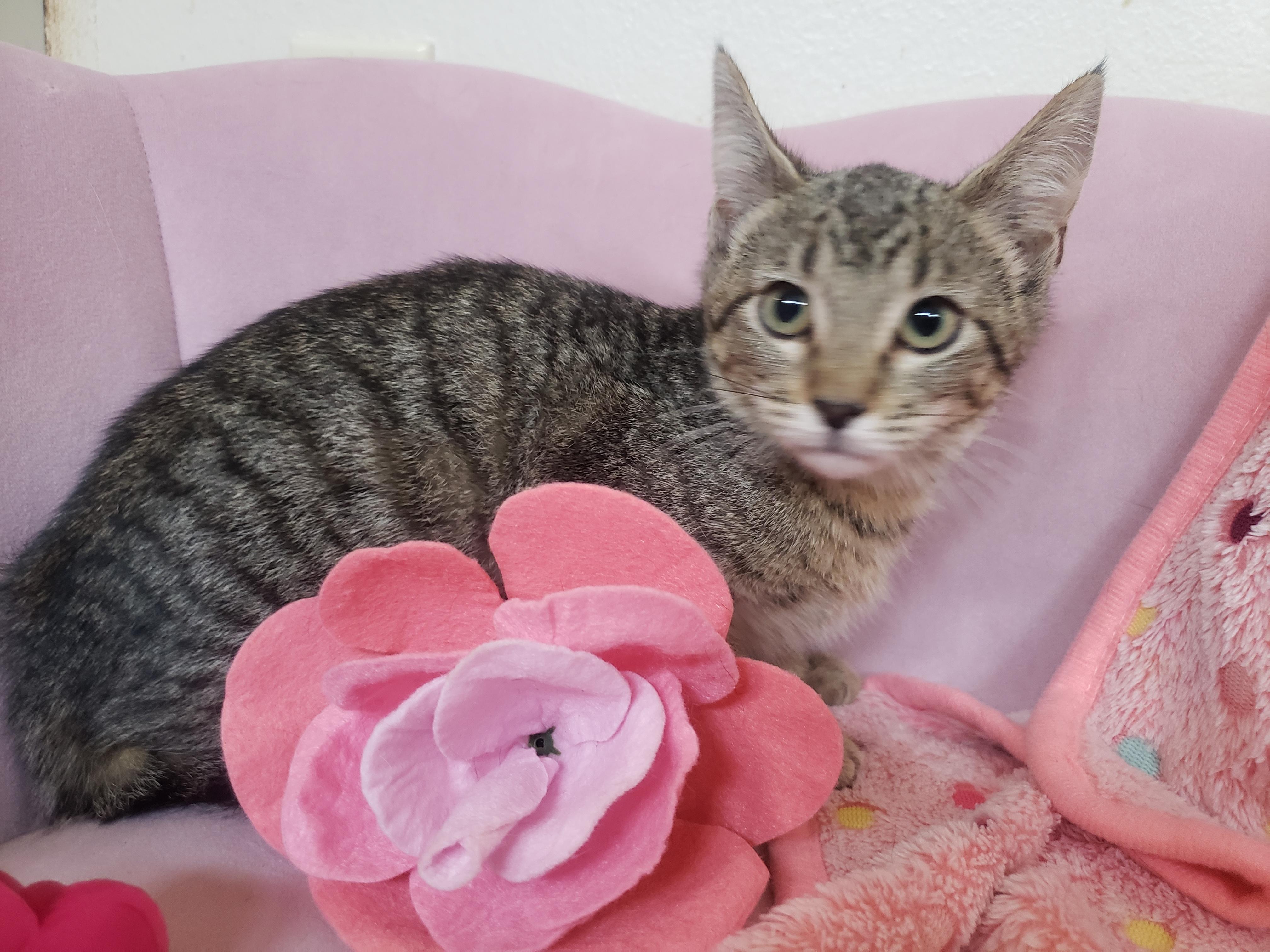 Enlarge Evelyn , a Adoptable Domestic Short Hair in Houston, TX image 1/4