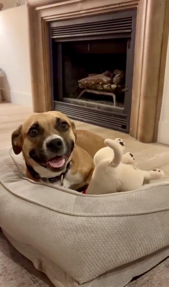 Lea, Adoptable, Adult Female Terrier.