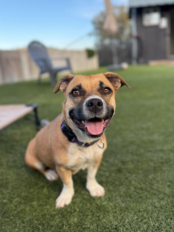 Lea, a Adoptable mixed breed in San Diego, CA image 2/3